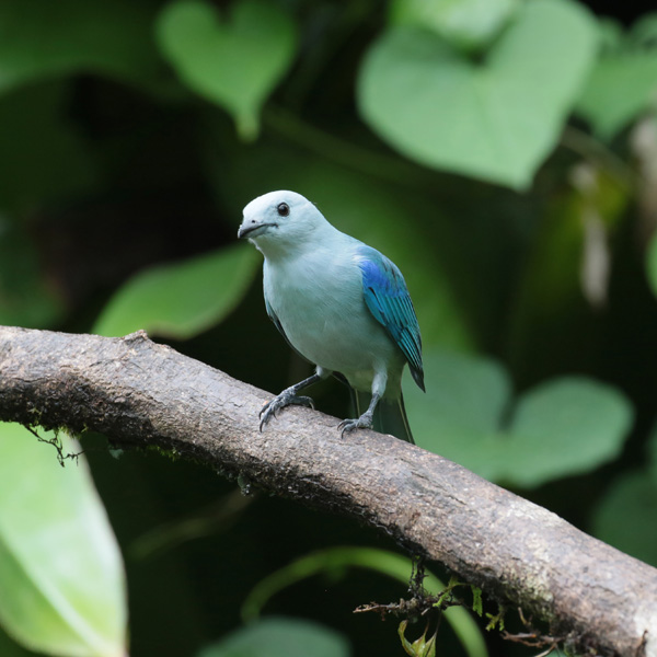 Blue-Gray Tanager